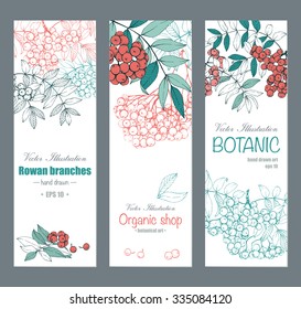 Three vertical banners with botanical illustrations. Banner set with white background and colored rowan branches with berries.