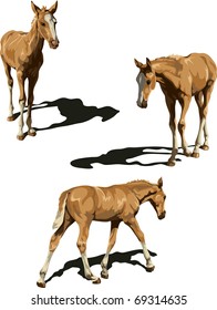 Three views of foal with shadows