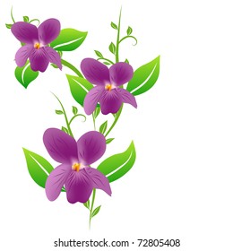 Three Viola flowers and leaves isolated on white
