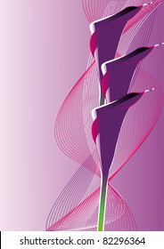 three violet calla on lilac background