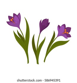 Three violet crocus blooming flowers isolated on white. Spring colorful plants with buds close up vector illustration in flat design. Crocus flowers signs for greeting cards and invitations.