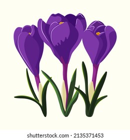 Three violet crocus flowers with leaves. Vector illustration. Gardening and spring illustration for background, textile, poster, scrapbooking, set of stickers, greeting cards, party invitations, tags.