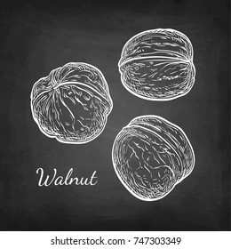 Three walnuts. Chalk sketch on blackboard background. Hand drawn vector illustration. Retro style.