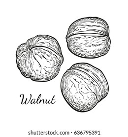 Three walnuts. Ink sketch. Hand drawn vector illustration of nuts isolated on white background. Vintage style.