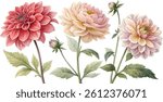 Three watercolor dahlias in soft pink and red tones, with buds and leaves. Botanical illustration.
