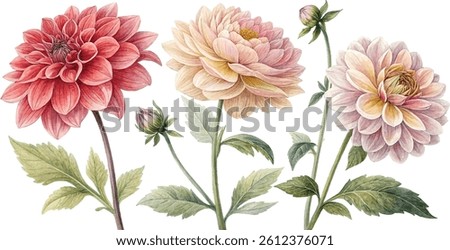 Three watercolor dahlias in soft pink and red tones, with buds and leaves. Botanical illustration.