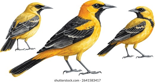 Three watercolor illustrations of Hooded Orioles in different poses, showcasing their vibrant yellow and black plumage.