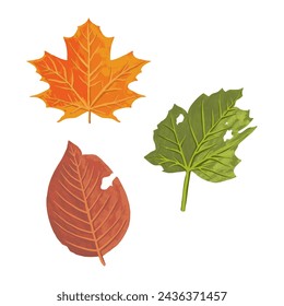 three watercolor leaves Autumn isolated white background