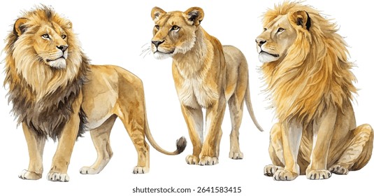 Three watercolor lions, one male sitting and standing, one female standing.  Perfect for wildlife or African themes.