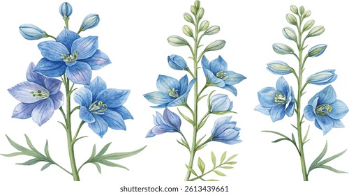 Three watercolor paintings of blue delphiniums in various stages of bloom.  Perfect for floral designs.