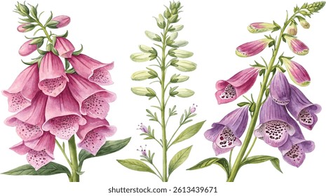 Three watercolor paintings of foxglove flowers in different colors and stages of bloom. Botanical illustration.