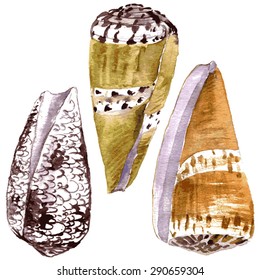 three watercolor seashells, painted conuses, hand drawn vector elements
