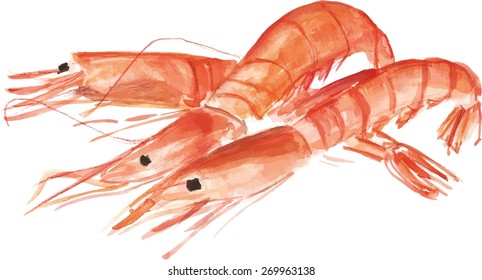 Three watercolour shrimps, vector drawing