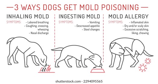 Three ways dogs get mold poisoning. Common ear problems in dogs. Medical veterinarian horizontal poster. Vector illustration isolated on a white background