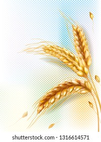 Three wheat ears and grains on blue and yellow transparent background. Vector mesh illustration