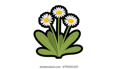 Three white daisies with green leaves