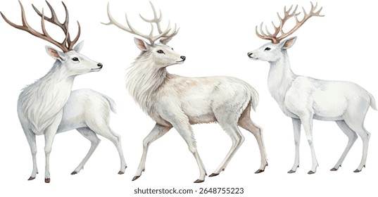 Three white deers with antlers, watercolor style painting, isolated on white background.