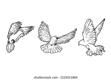 Three white doves on white background