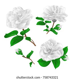 Three white flowers Camellia Japonica  with buds vintage vector illustration editable  hand draw 