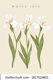 Three white irises. Vector botanical illustration.