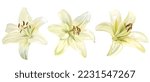 Three white lily flowers, isolated vector illustration.