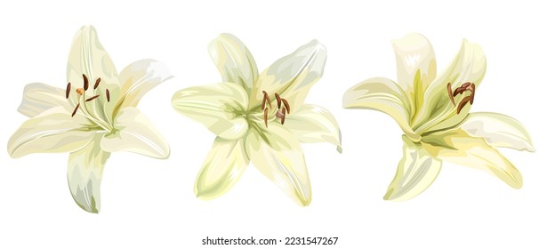 Three white lily flowers, isolated vector illustration.