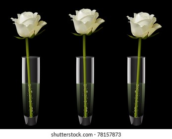 Three white vector roses in glass vases on a black background