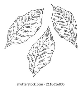 Three Whole Dry Tobacco Leaves. Vintage Vector Engraving Black Illustration. Isolated On White Background. Hand Drawn Ink Design