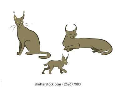 Three wild cats on a white background