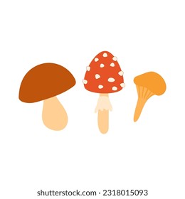 Three wild mushrooms, amanita, boletus and chanterelle. Mushroom picking, autumn time. Flat mushrooms are isolated on a white background.