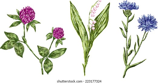 three wildflowers
