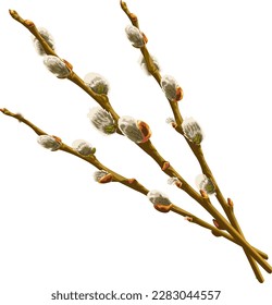 Three willow branches with buds. 
Vector illustration of branches of willow with buds. Pussy willow vector graphic on transparent background. 
Illustrations of trees in vector.
