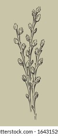 three willow branches, drawing in black 
ink on a light background