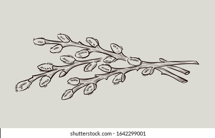 three willow branches lie horizontally, 
drawing in black ink on a light background