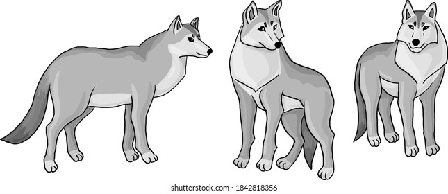 three wolves vector drawing on transparent background