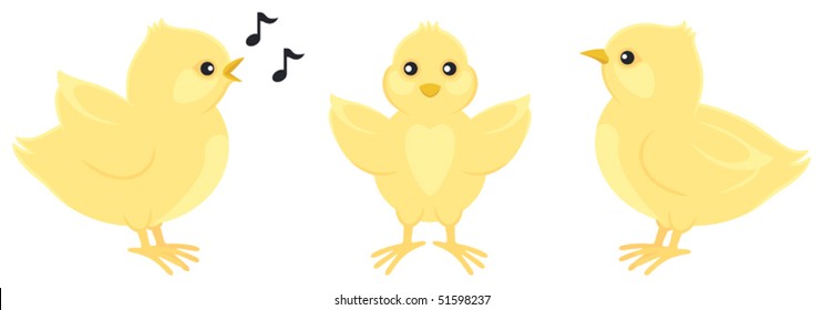 Three Yellow Chicks Vector