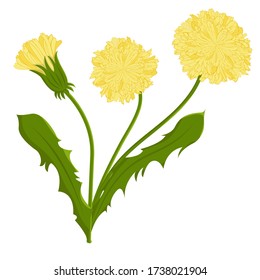 Three yellow dandelions on a white background. Vector illustration. 