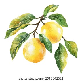 Three yellow lemons hanging from a branch with fresh green leaves vector illustration. Vibrant colors and natural textures bright lemons on the tree branch.