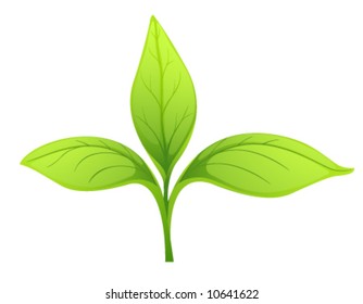 Three young green leaf on white background