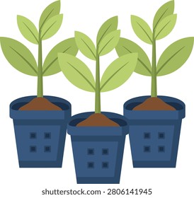 Three young green plants growing in dark blue pots with soil