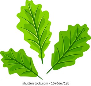 Three young light green oak leafs isolated illustration, set of three leaves for compositions in front view, classic forest leaves with venations