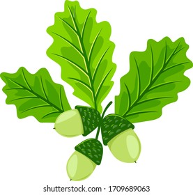 Three young light green oak leafs with acorns isolated illustration, set of three leaves with green young oak nuts composition in front view, classic forest leaves with nuts