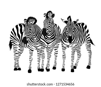 Three zebras standing. Savannah animal ornament. Wild animal texture. Striped black and white. Vector illustration isolated on white background.