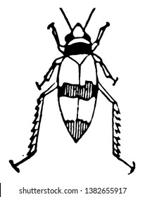 El Imago de la Uva de Uva de Uva de Hielo es un insecto de la familia Cicadellidae de lúpulos, dibujo de línea de época o ilustración de grabado.