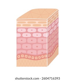 Three-dimensional cross-sectional view of skin