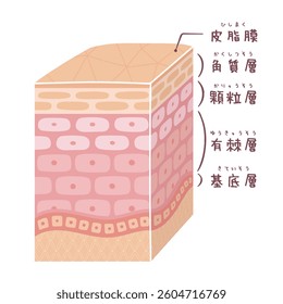 Three-dimensional cross-sectional view of skin (with name)
