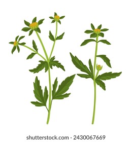 Drei-Lappen-Beggarticks, Trifide Burg-Ringelblume, Feldblume, Vektorzeichnung wilder Pflanzen auf weißem Hintergrund, Bidens tripartita, florales Element, handgezeichnete botanische Illustration