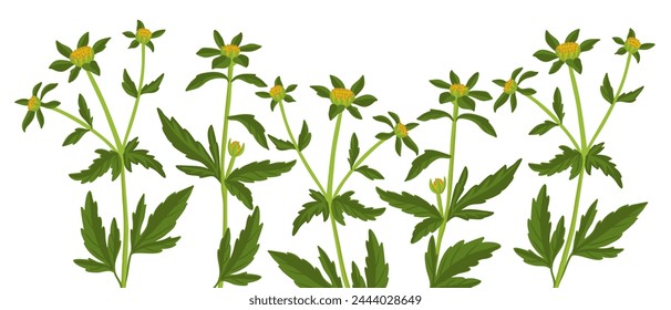 Drei-Lappen-Beggarticks, Trifide Burg-Ringelblume, Feldblume, Vektorgrafik, die Wildpflanzen auf weißem Hintergrund zeichnet, Bidens tripartita, Blumenrand, handgezeichnete botanische Illustration