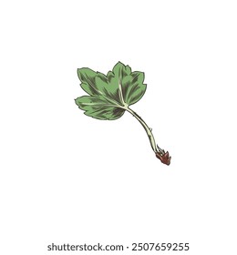 Three-lobed green gooseberry leaf. A small twig. Shrubby seasonal garden plant. Natural element. Close up. Sketch. Hand Drawn. Vector illustration isolated on white background.