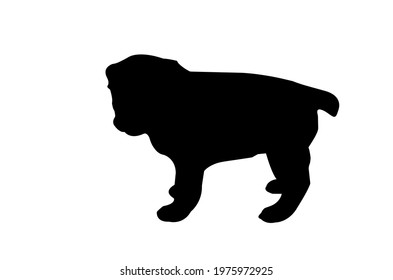 A three-month-old dog of the Turkmen Alabai breed. 